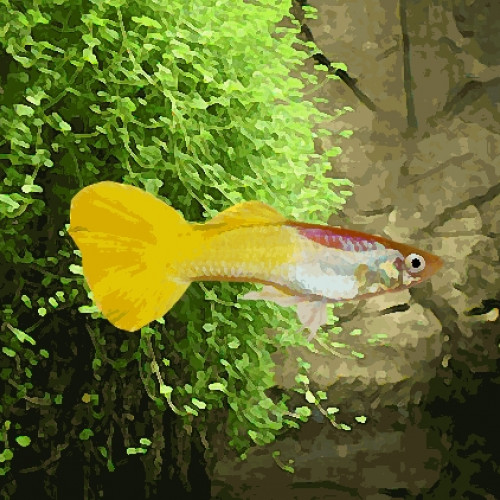 Guppy male jaune citron (environ 4 cm)