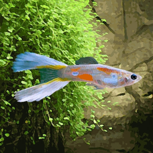 Guppy male lyre (environ 4 cm)