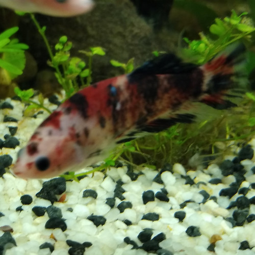 Femelle betta Combattant Red Koï 3,5 mois