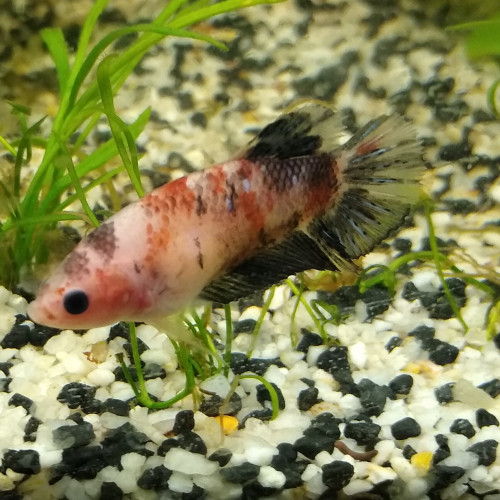 Betta Combattant Femelle Red Koï 3,5 mois F2