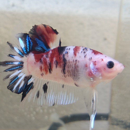 Betta Combattant Mâle Red Koï Emerald 3,5 mois