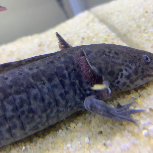 Axolotl sauvage mâle