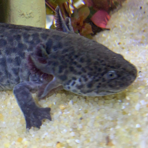 Axolotl sauvage mâle