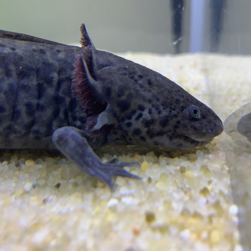 Axolotl sauvage mâle