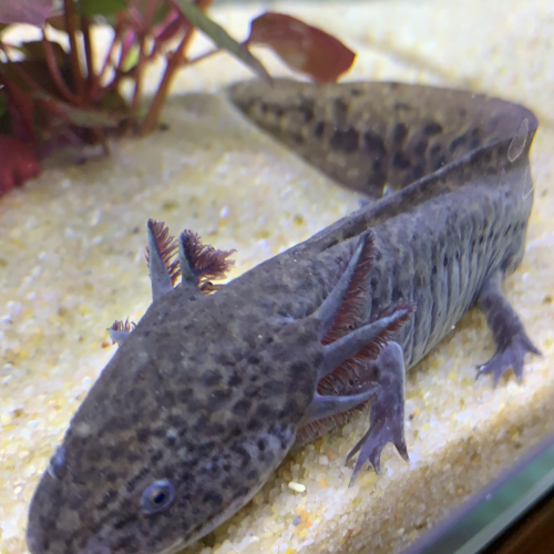 Axolotl sauvage mâle
