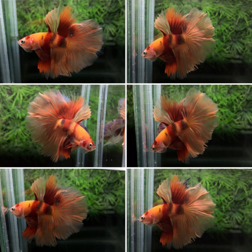 Betta Halfmoon Multicolore