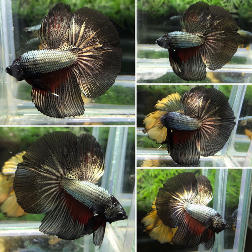 Betta Halfmoon Black Samuraï