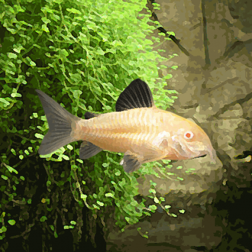 Corydoras albinos (environ 3 cm)