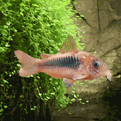 Corydoras aeneus (environ 3 cm)