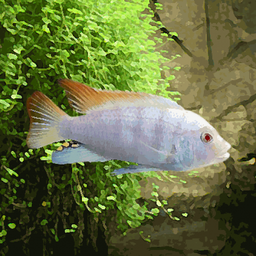 Pseudotropheus zebra albinos (environ 5 cm)