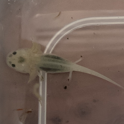 Ventes axolotls Lyon