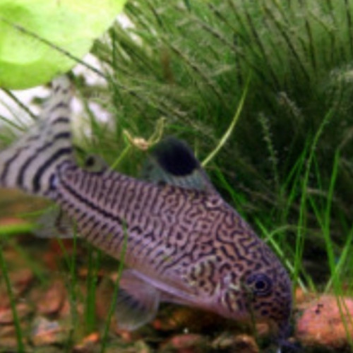 Corydoras julii