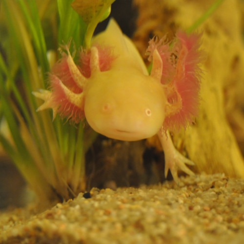 axolotl