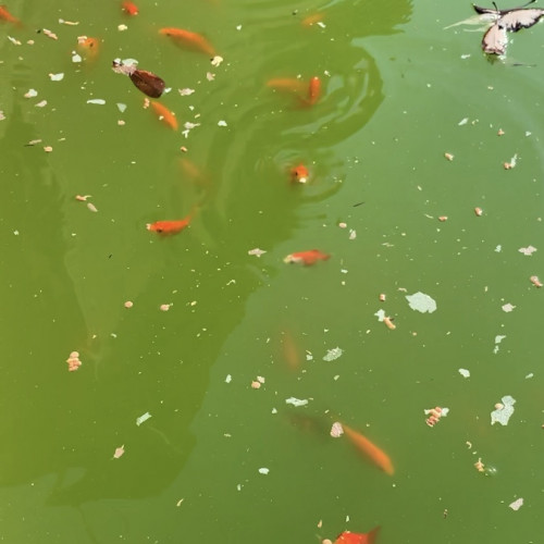 Carpes Koi et poissons rouges