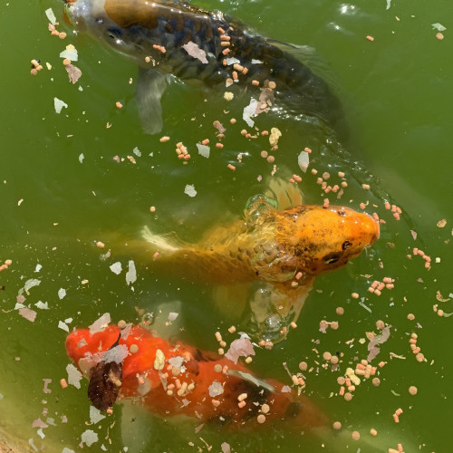 Carpes Koi et poissons rouges