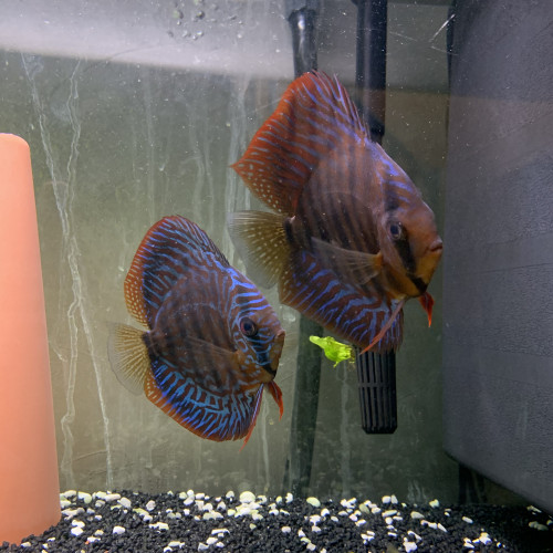 Couple discus