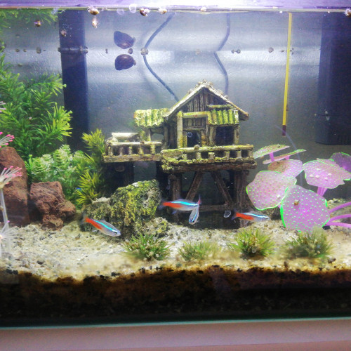 Don d'aquarium complet ainsi que des 10 néons et 5 petites crevettes