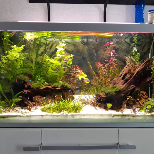 Recherche Otocinclus