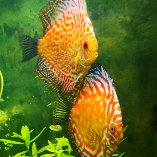 Discus a vendre