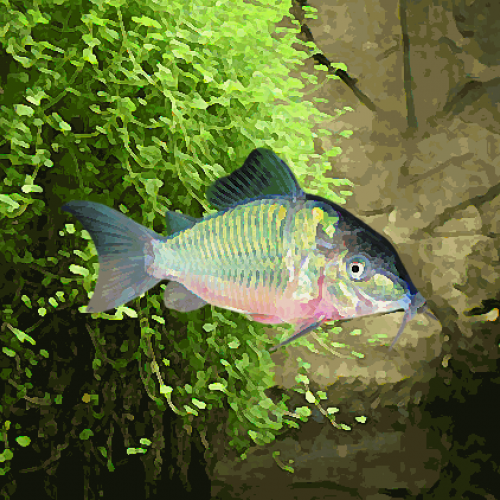 Corydoras brochis splendens (environ 3.5 cm)