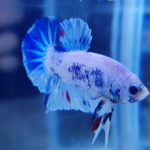 Betta Bleu marbré TA01