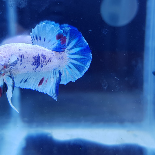 Betta Bleu marbré TA01