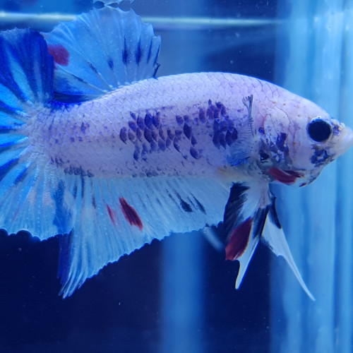 Betta Bleu marbré TA01