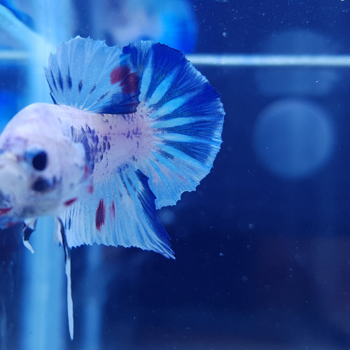 Betta Bleu marbré TA01