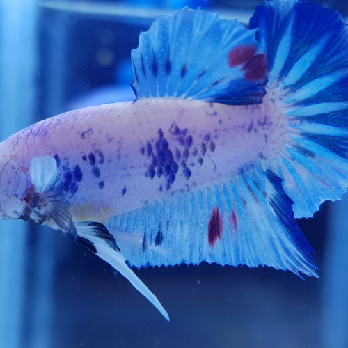 Betta Bleu marbré TA01