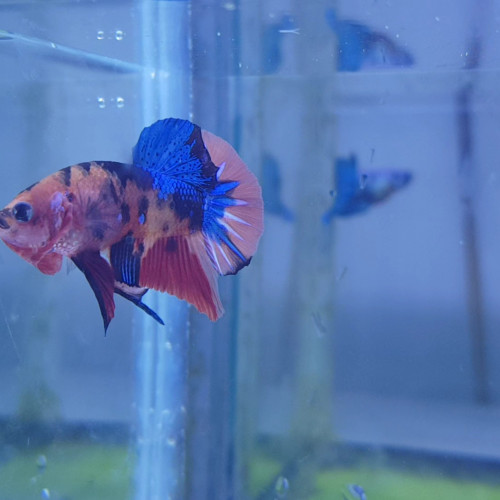 Betta nemo candy TA001