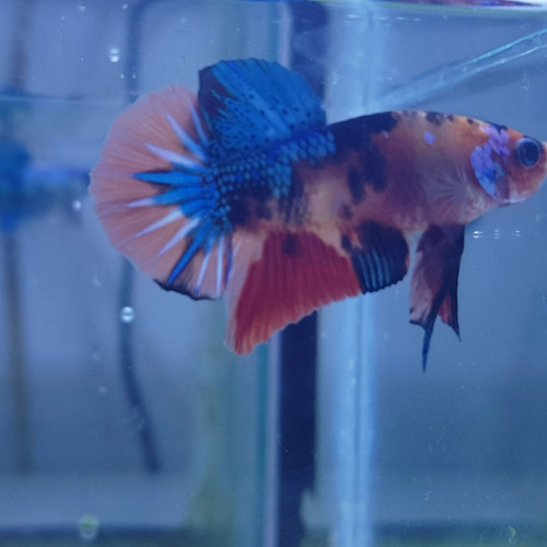 Betta nemo candy TA001