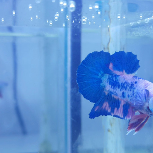 Betta Marbre bleu03