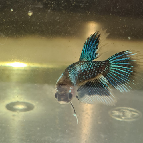 Betta splendens fancy