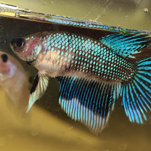 Betta splendens fancy