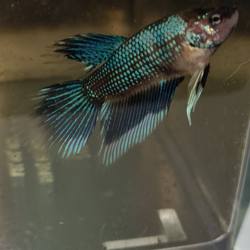 Betta splendens fancy