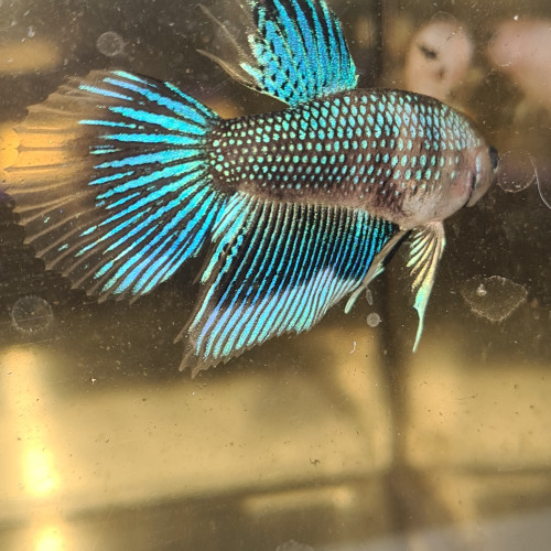 Betta splendens fancy