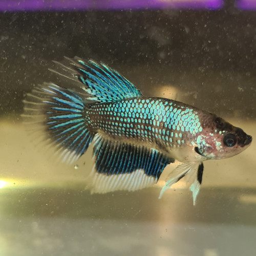 Betta splendens fancy