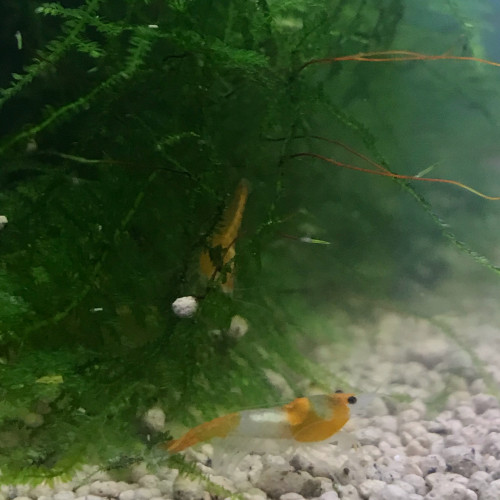 Neocaridina orange rili