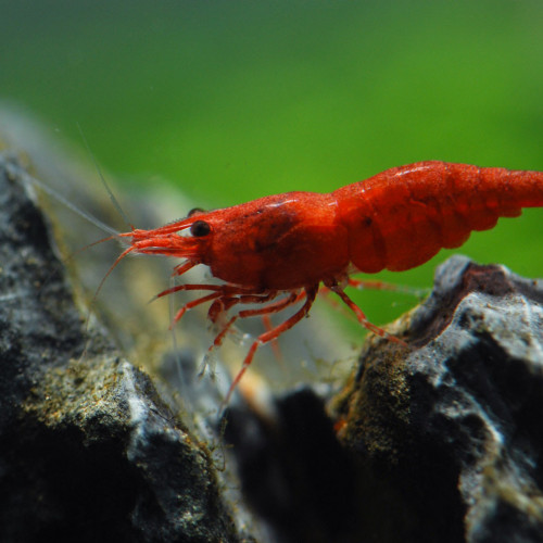 NEOCARIDINA DAVIDI FIRE RED