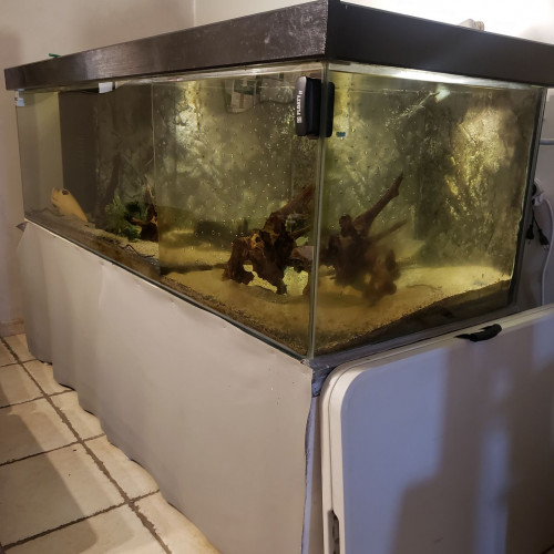 Grand aquarium 1000L + Poissons