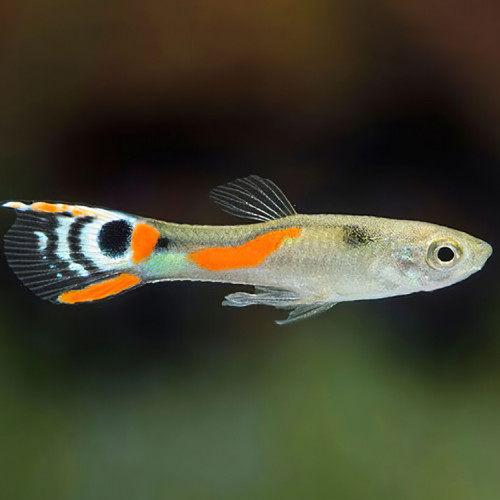 Guppy endler peacock