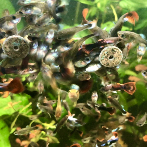 Guppy hybride reticulata/endler