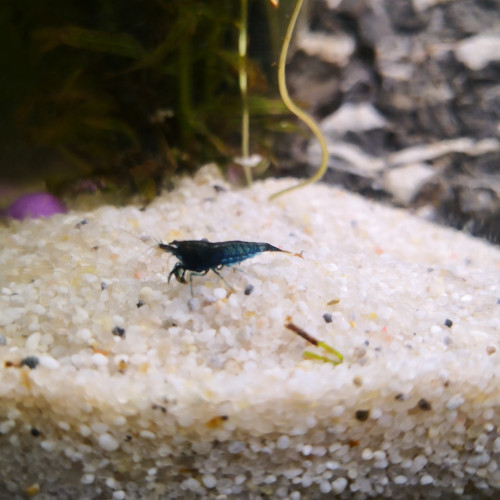 Neocaridina Davidi var blue diamond