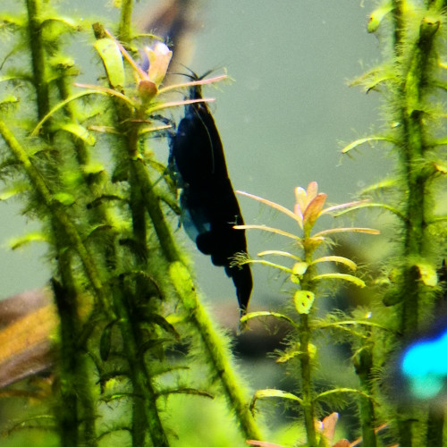 Neocaridina Davidi var blue diamond