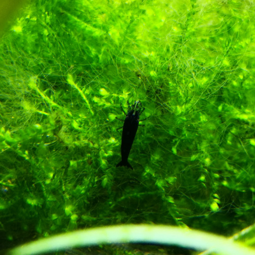 Neocaridina Davidi var blue diamond