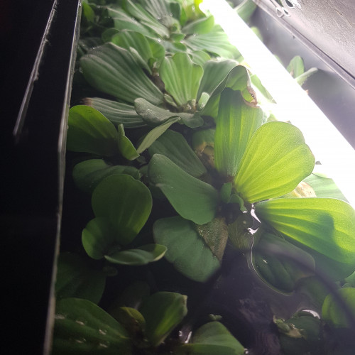 Pistia stratiotes / laitue d'eau