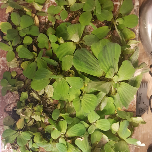 Pistia stratiotes / laitue d'eau