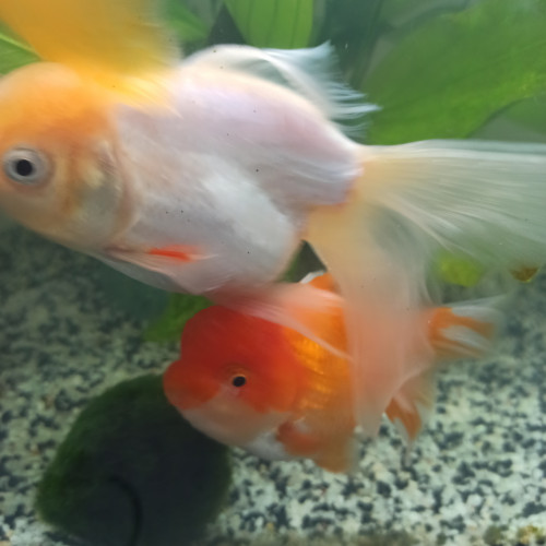 Oranda lemon taille M "environ 10 /12 cm"