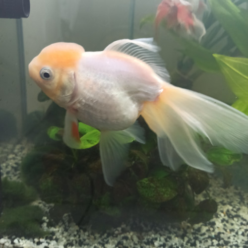 Oranda lemon taille M "environ 10 /12 cm"