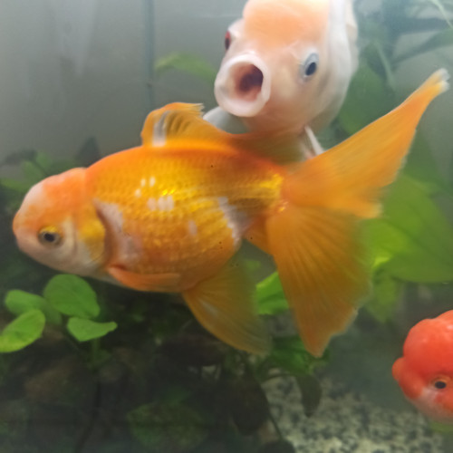 Oranda lemon taille M "environ 10 /12 cm"